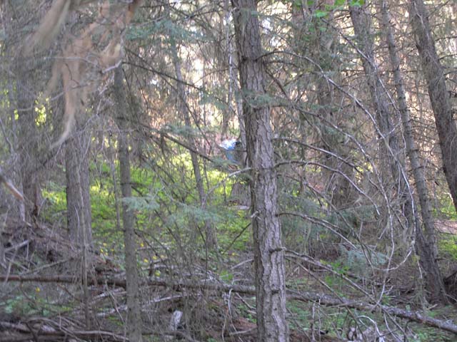P6130028